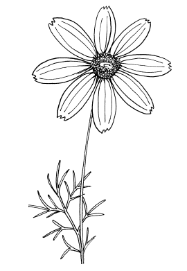 Космея раскраска для детей