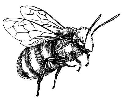 Шмель раскраска для детей