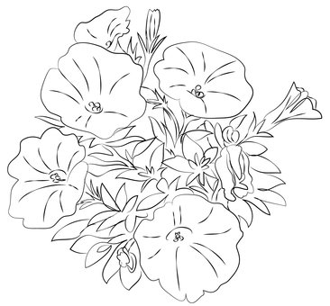 Петуния раскраска