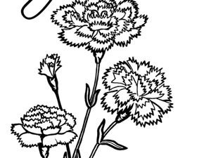 Раскраски день победы гвоздики (43 фото)