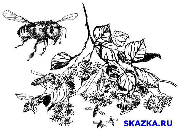 Зарисовка ветви липы