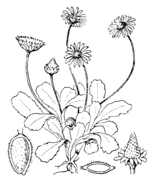 Маргаритка многолетняя строение