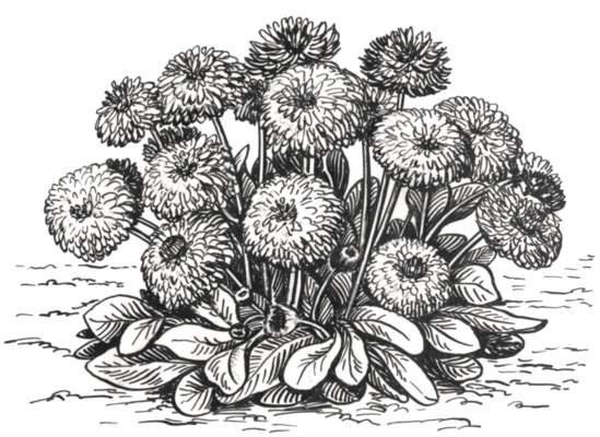 Раскраски маргаритка цветы (40 фото)