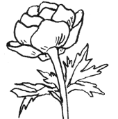 Купальница европейская