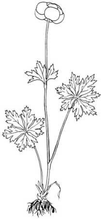 Цветок купальница европейская раскраска