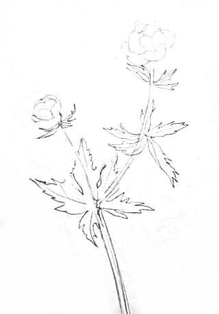 Купальница европейская раскраска