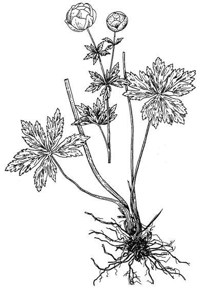 Купальница европейская