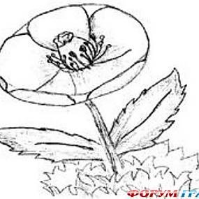 Купальница раскраска