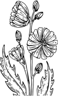 Цикорий раскраска