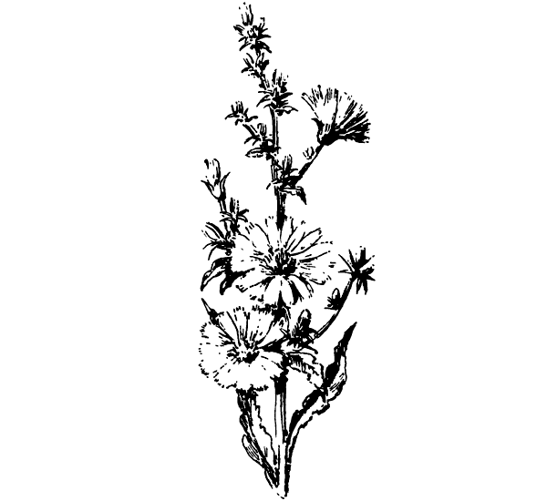 Цикорий зарисовка