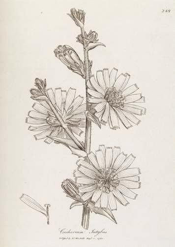 Цикорий раскраска для детей