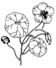 Диаграмма цветка настурции