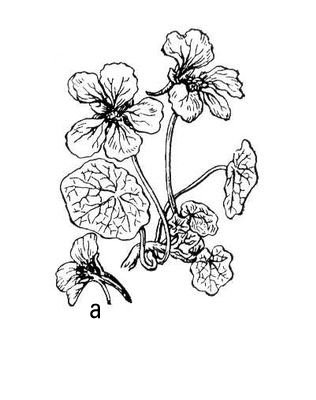 Настурция клубненосная