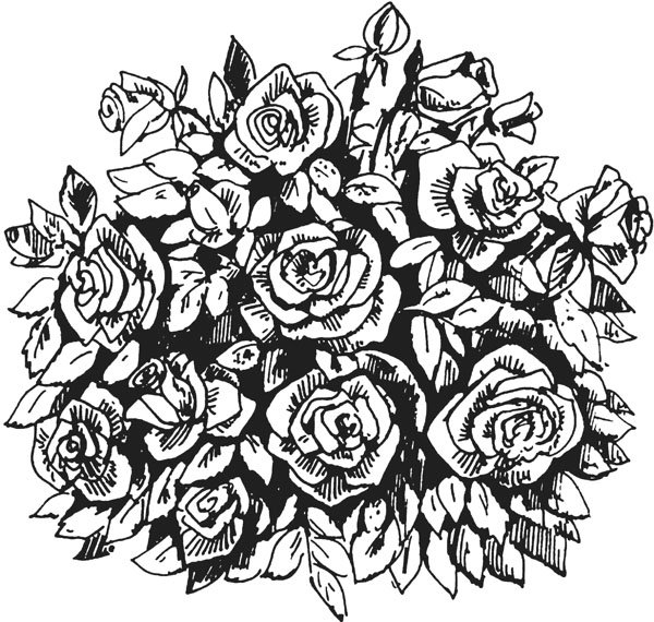 Роза кустарник Нарисовая