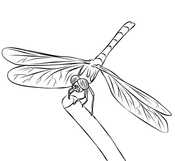 Раскраски стрекоза на цветах (40 фото)