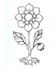 Цветок с корнем раскраска