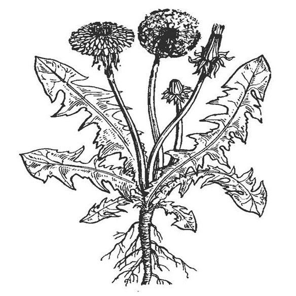 Одуванчика лекарственного корни Фармакогнозия