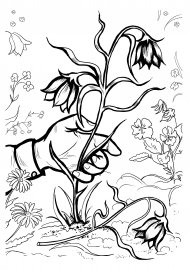 Раскраска охраняемых растений