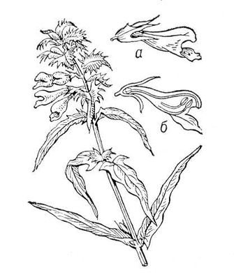 Марьянник Дубравный Иван да Марья схема