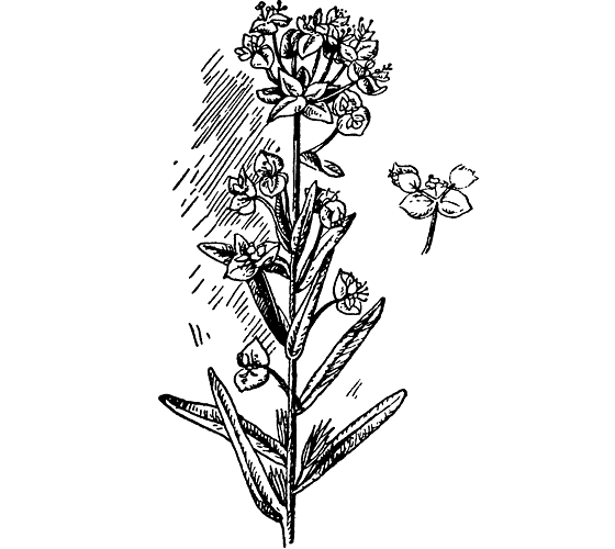 Молочай Вальдштейна рисунок