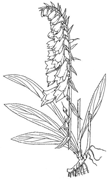 Листья наперстянки крупноцветковой