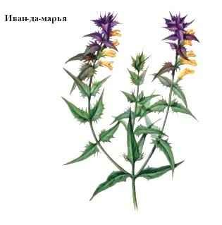 Раскраски цветы иван да марья (36 фото)