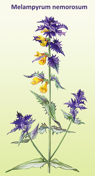 Марьянник Дубравный паразит