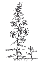 Кипрей узколистный