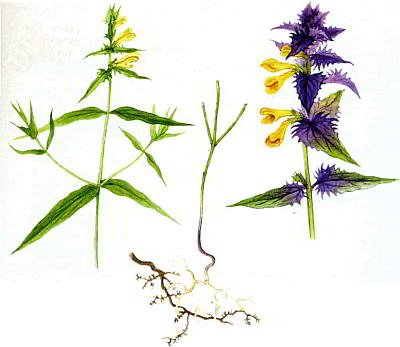 Марьянник Дубравный корень