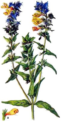 Марьянник Луговой ботаника