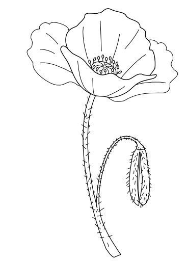 Мак трафарет