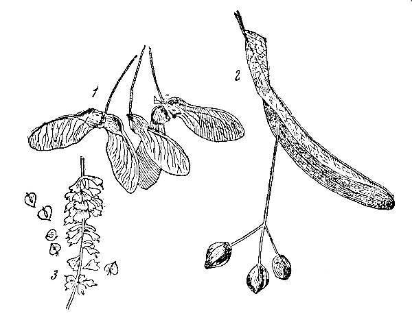 Строение плодов липы