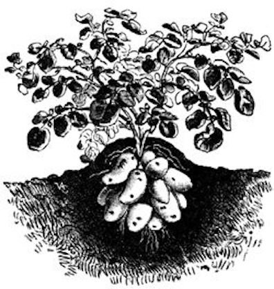 Куст картофеля векторный