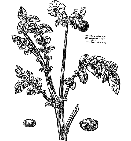 Картофель куст