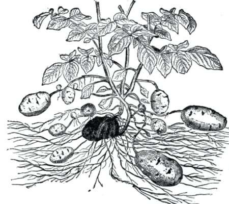 Цветок картошки рисунок