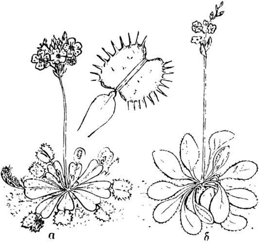 Венерина мухоловка цветок