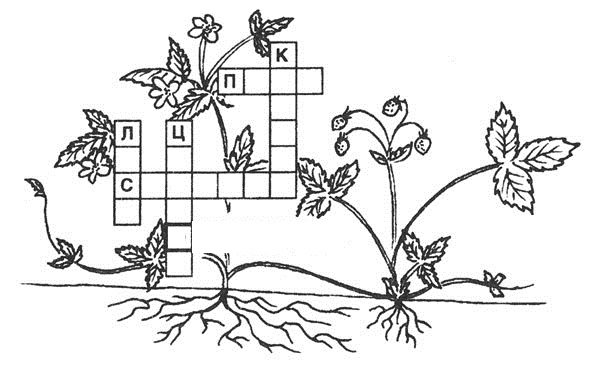 Органы растений 6 класс биология кроссворд