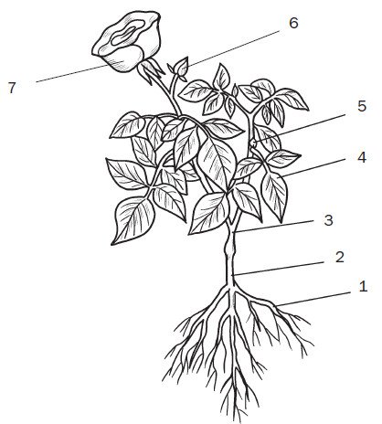 Роза биология строение