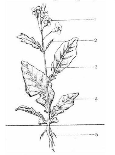 Строение редьки дикой