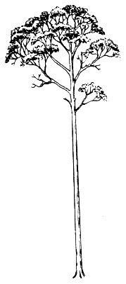 Эвкалипт дерево раскраска