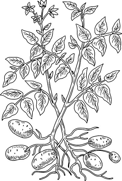 Куст картошки раскраска