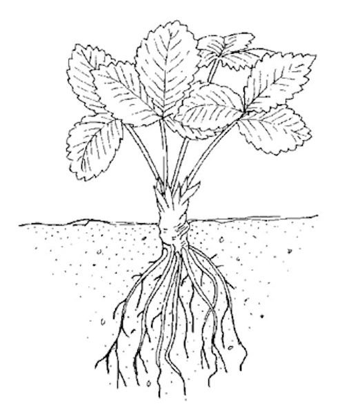 Корневая система земляники садовой