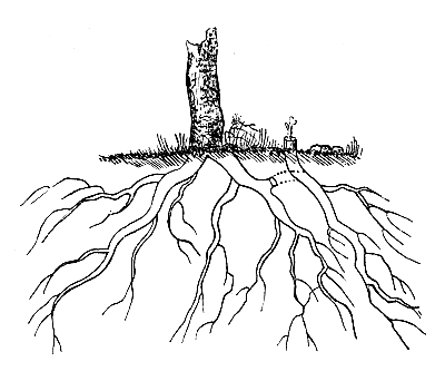 Корни березы