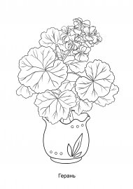 Раскраски комнатные растения герань