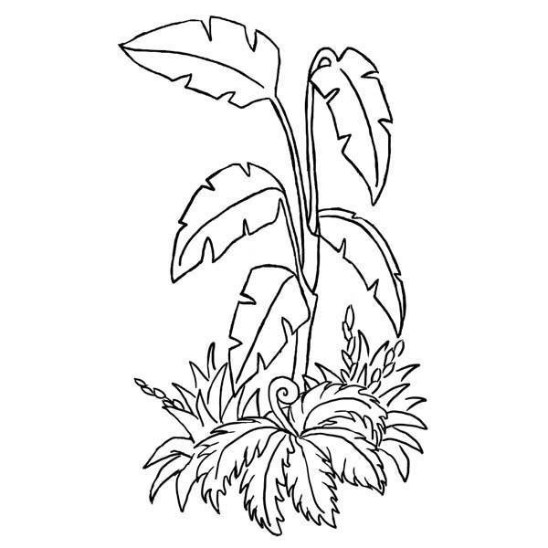 Тропические растения раскраска