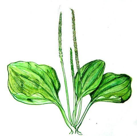 Стрелы подорожника