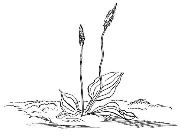 Подорожник раскраска для детей