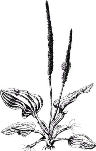 Подорожник карандашом