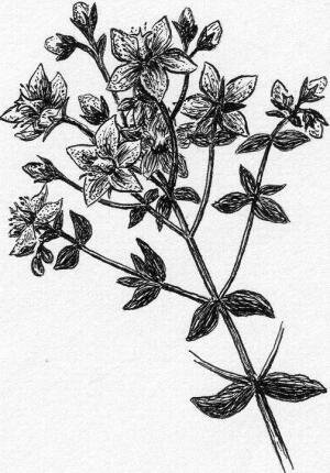 Зверобой обыкновенный рисунок