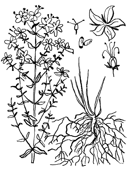 Зверобой продырявленный чб